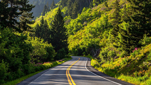 Winding road leading through a forest